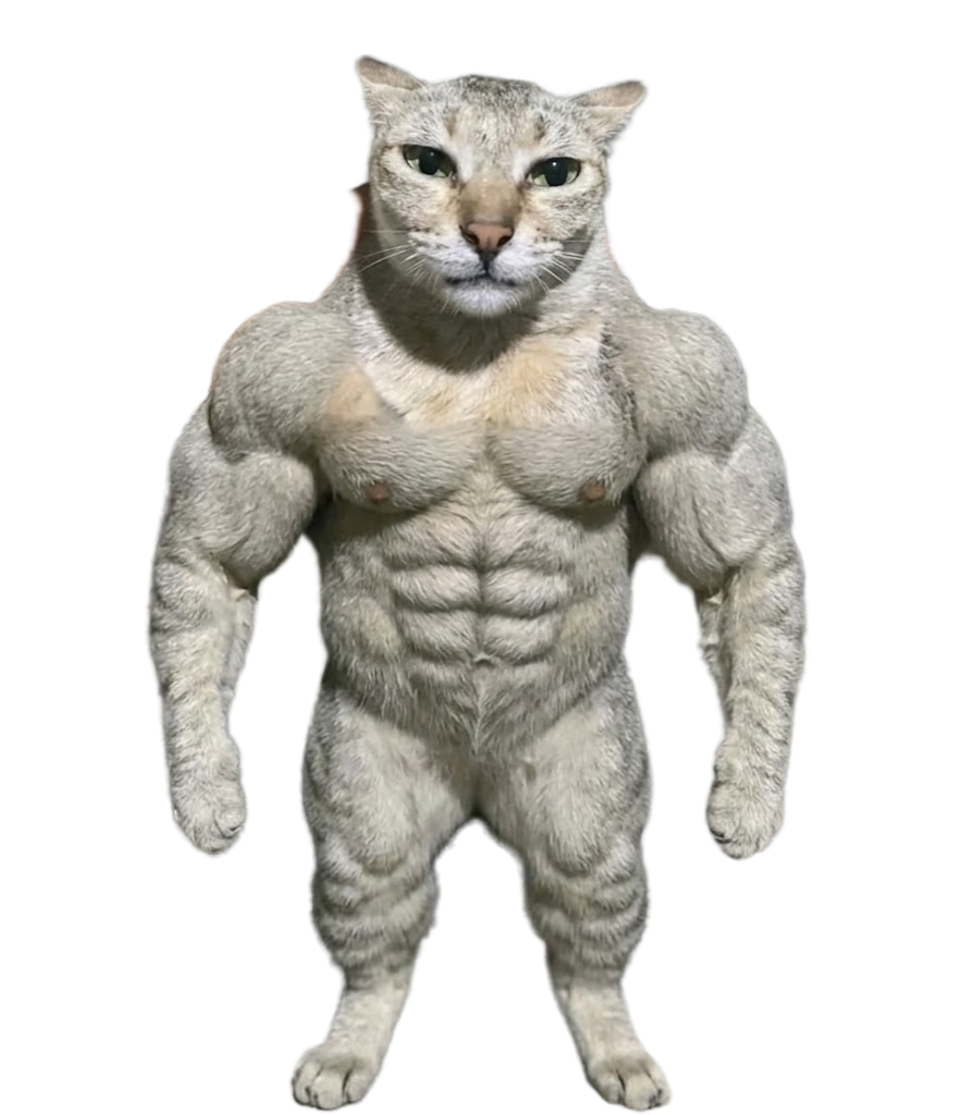 A house cat with an impossibly muscular body, standing tall
